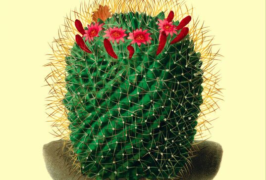 Petali e altri racconti scomodi